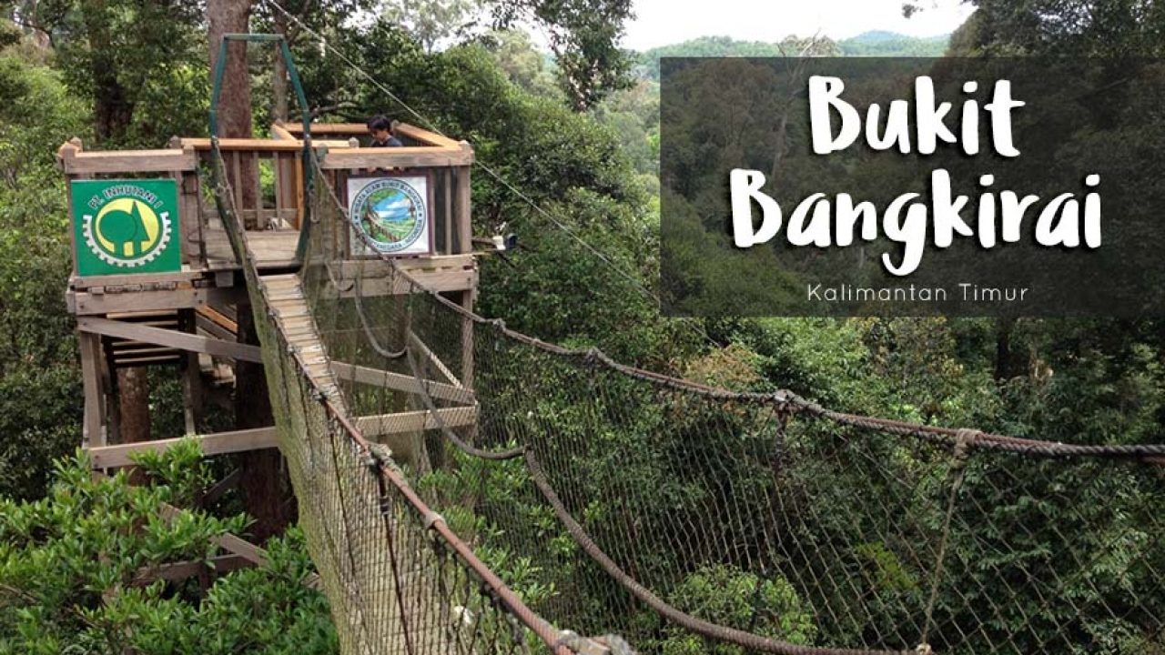 Bukan di Luar Negeri! Ini Bukit Bangkirai, Surga Tropis Tersembunyi di Kalimantan Timur