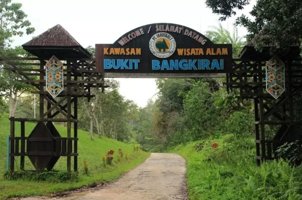 Bukan di Luar Negeri! Ini Bukit Bangkirai, Surga Tropis Tersembunyi di Kalimantan Timur