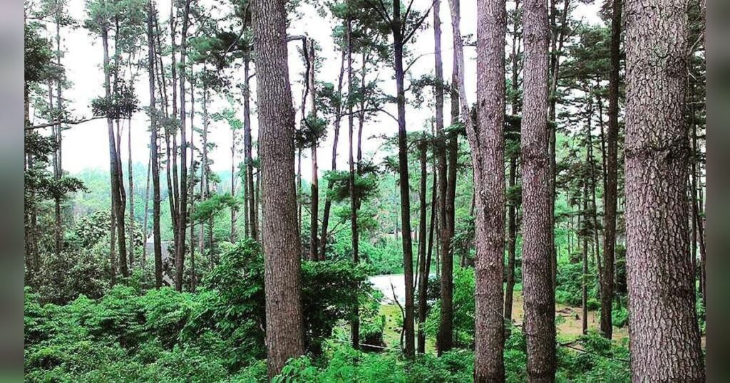 Berani Naik? Keindahan Puncak Gunung Seulawah Agam Ini Tak Main Main