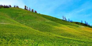 Serasa di Negeri Dongeng! Bukit Teletubbies Bromo Ini Bikin Mata Gak Mau Kedip