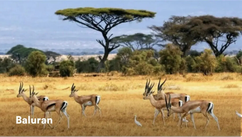 Surga Tersembunyi! Menjelajahi Afrika van Java di Taman Nasional Baluran yang Bikin Takjub