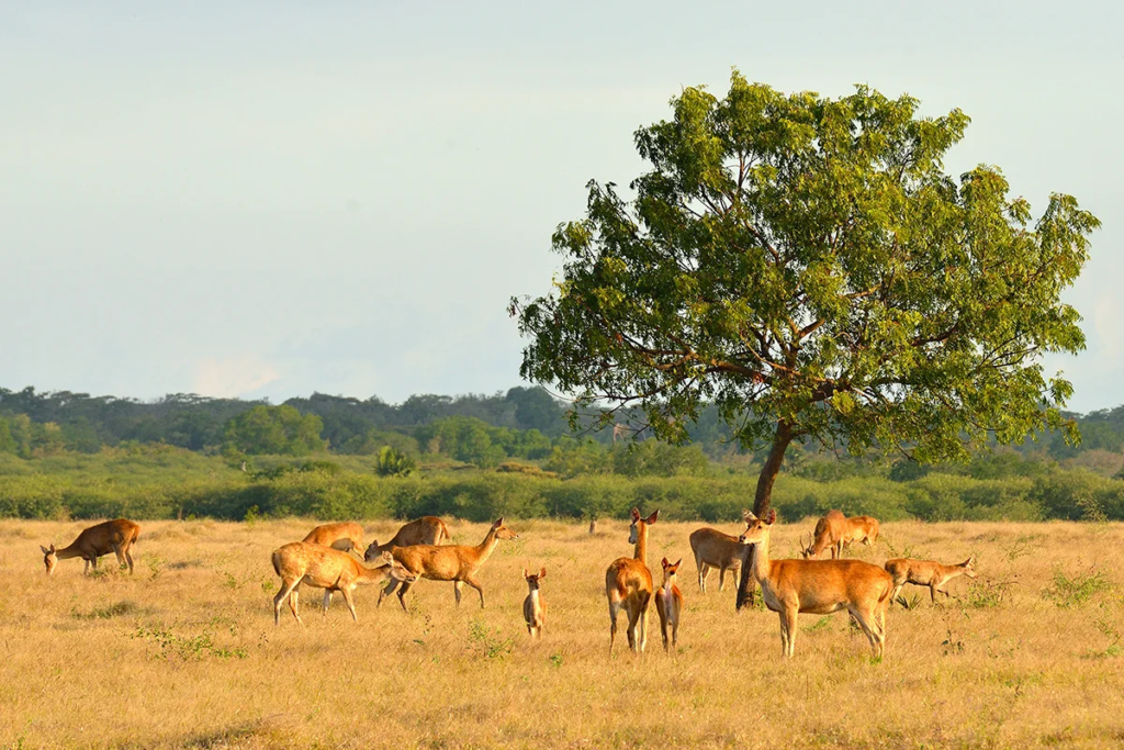 Surga Tersembunyi! Menjelajahi Afrika van Java di Taman Nasional Baluran yang Bikin Takjub