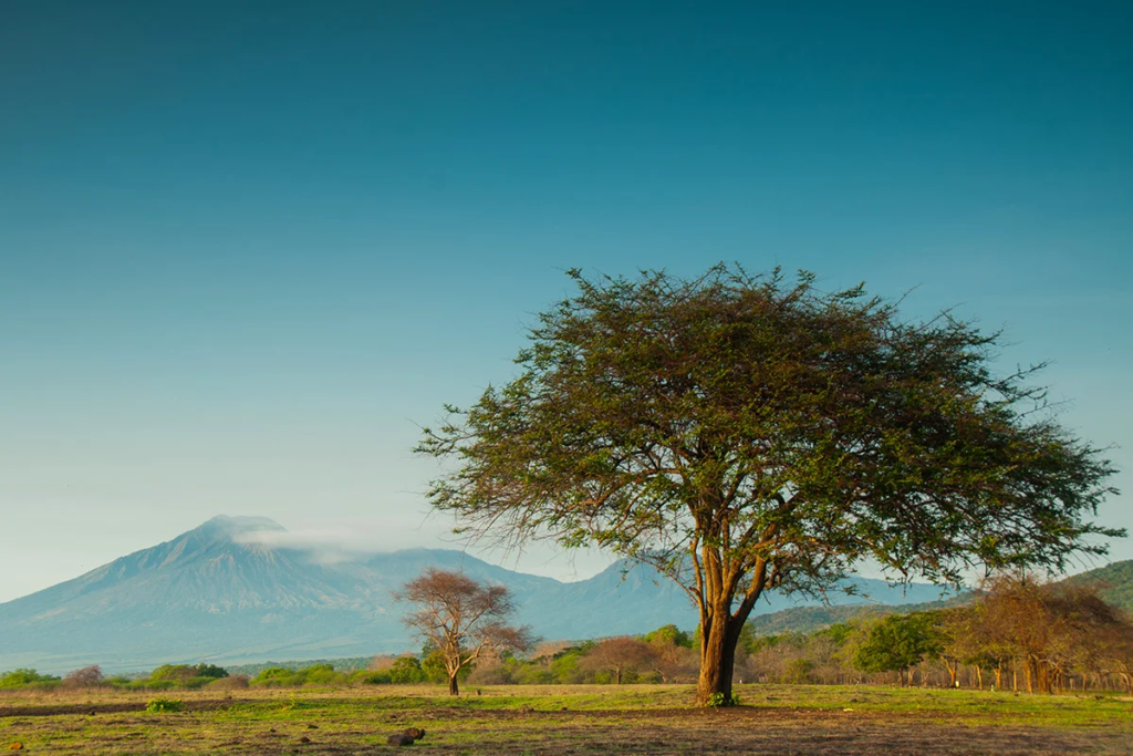 Surga Tersembunyi! Menjelajahi Afrika van Java di Taman Nasional Baluran yang Bikin Takjub