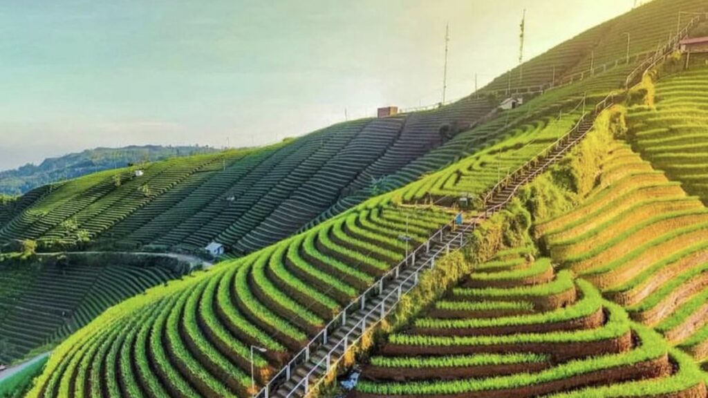 Pesona Lembah Panyaweuyan di Majalengka, Wisata Alam Ngehits dengan Pemandangan Terasering Memukau