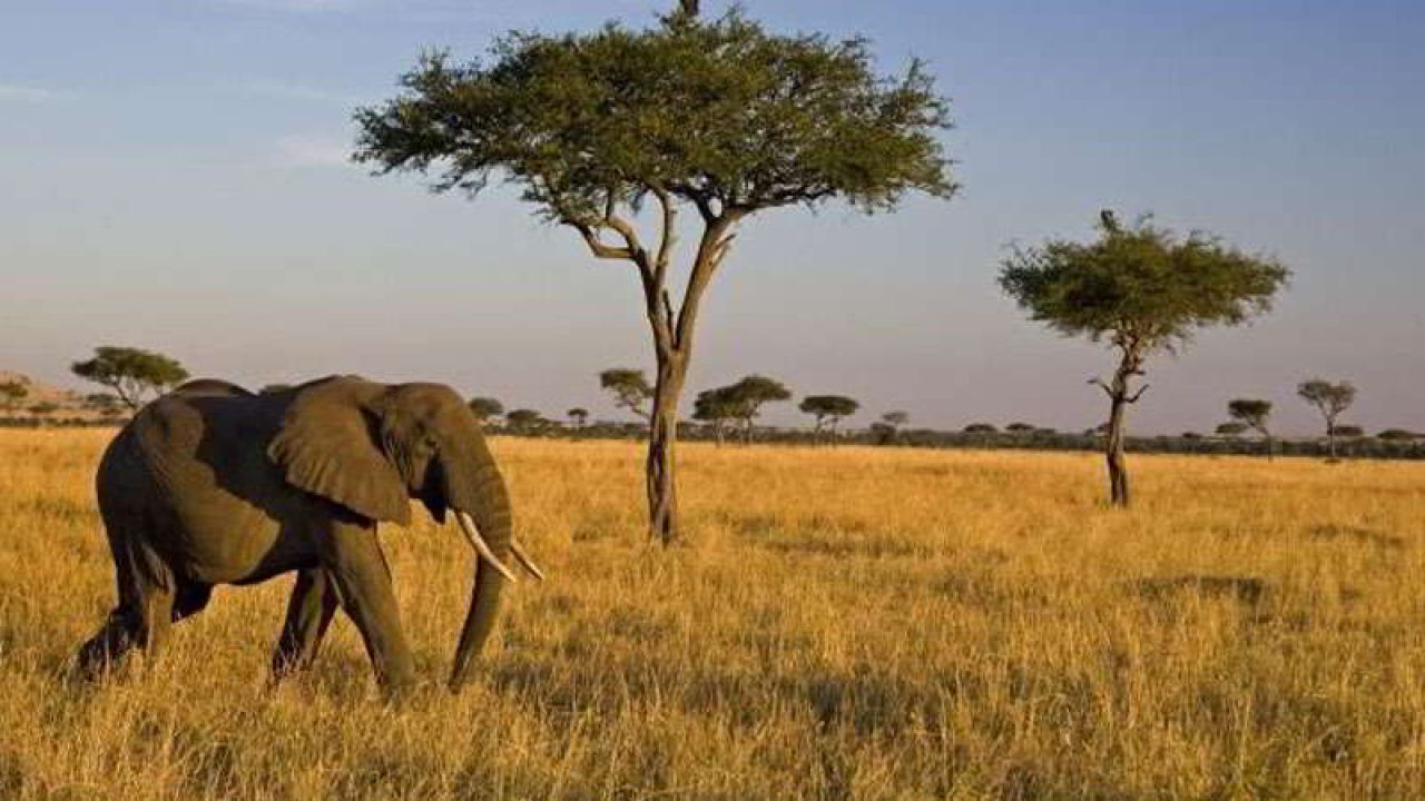 Surga Tersembunyi! Menjelajahi Afrika van Java di Taman Nasional Baluran yang Bikin Takjub
