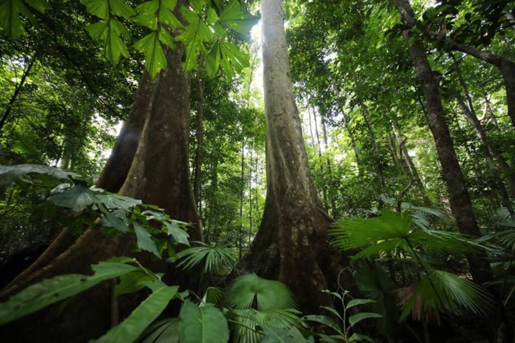 Menjelajah Gunung Tangkoko, Rumah Rahasia Satwa Endemik Sulawesi