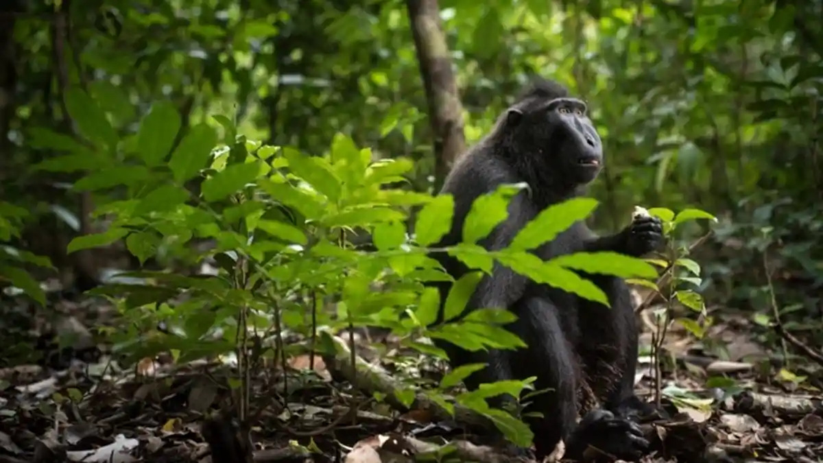 Menjelajah Gunung Tangkoko, Rumah Rahasia Satwa Endemik Sulawesi
