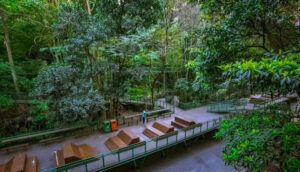 Di Balik Ramainya Bandung, Hutan Babakan Siliwangi Hadirkan Nuansa Alam yang Menyegarkan