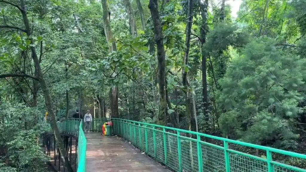 Di Balik Ramainya Bandung, Hutan Babakan Siliwangi Hadirkan Nuansa Alam yang Menyegarkan